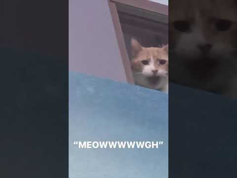 Another Alarm Cat!