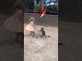 赤ちゃんカンガルーに絶対やってはいけないこと