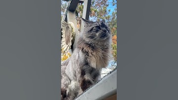 Happy Cat Zoomies on the Catio 😲