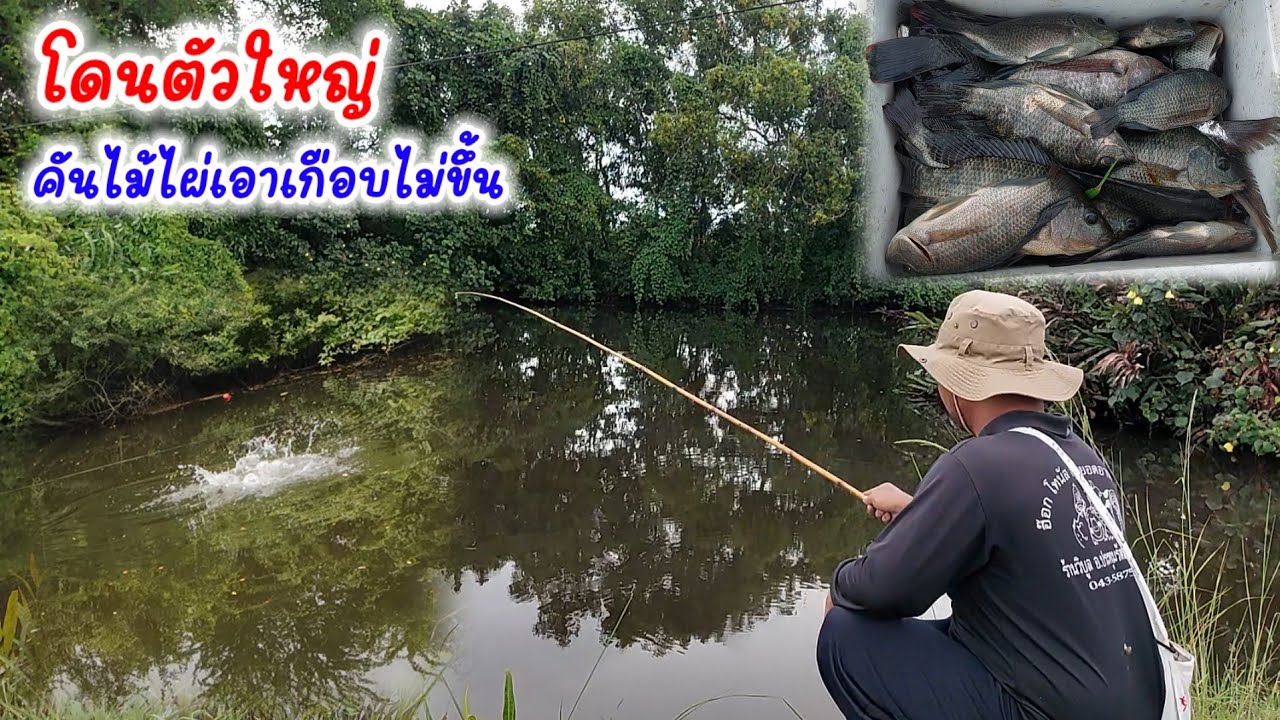 ใช้คันไม้ไผ่!!ตกปลาหมอเทศ💢เจอปลาใหญ่ ดึงแทบไม่ขึ้น คันเกือบหัก