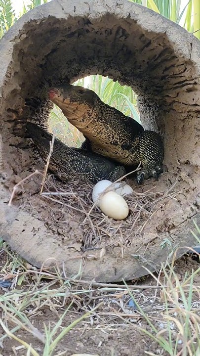 DIY Amazing Komodo Dragon is laying eggs.#shorts - YouTube