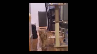 #katze wenn die Soldaten #shortvideo