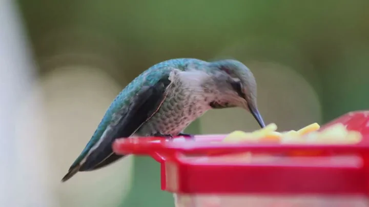 Hummingbird feeding out my kitchen window. videoed...