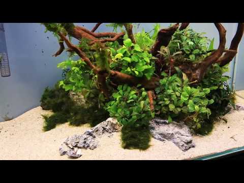 how-to:-aquascaping-a-uns-60u-bucephalandra-nature-style---'the-centerpiece'
