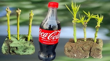 Grow Mango Tree Small Cuttings /Using Coco-Cola /Coca-Cola Experiment /How To Grow Mango Tree