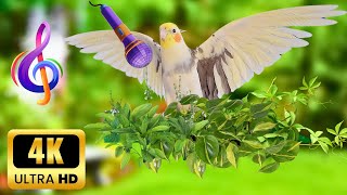 Parrot & Cockatiel  happy and singing in Nature #cockatiel  #calopsita #parrot  #nature