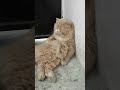 aapki Billi apko dekh kr  kya sochati hai #shortvideo