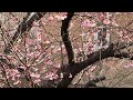 花褪残红青杏小,燕子飞时,绿水人家绕。枝上柳绵吹又少。天涯何处无芳草。