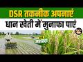 Farmers Tips: धान की सीधी बुवाई में करें ये 7 काम, मिलेगा जबरदस्त उत्पादन! #dsr #tipsandtricks #rice