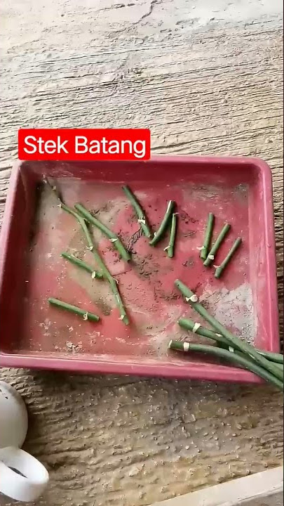 #shorts Stek Batang ~ Merangsang Perakaran Tanaman Anggrek Dengan Air Adpohon
