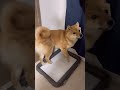 豆柴のトイレトレーニング事情 #しばいぬ #柴犬