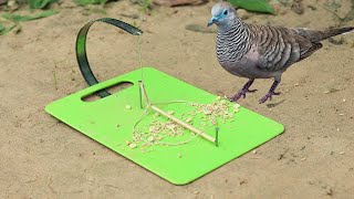 Simple Bird Trap | Creative Best Bird Trap Using Hand Saw N Plastic Cutting Board