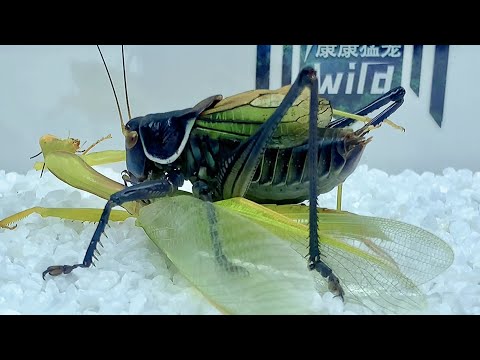 Video: Spiser mantis katydider?