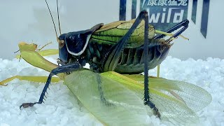 Katydid vs Mantis,Mantis challenge Katydid,The ending is surprising 蝈蝈vs螳螂