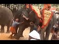 Elephants Rampage At Temple Function | Elephant Attack In Temple Festival