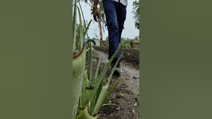Look friends, roses have started blooming on the plant #nature #farming #gardening #shorts