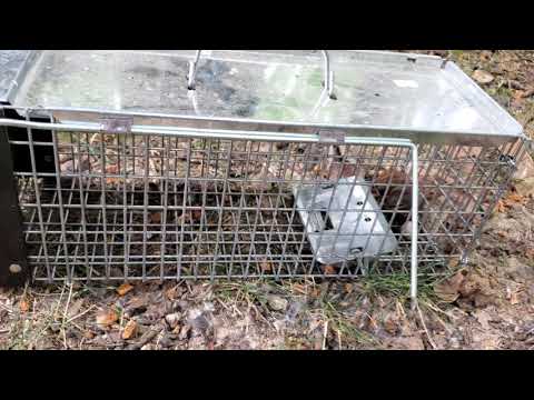 NEW! - Havahart 0745 Chipmunk Trap in Action - Full Review 