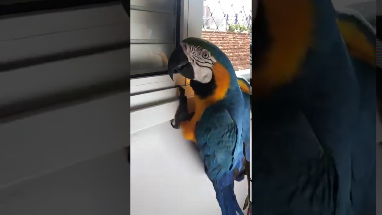 Arara malcriada briga com a dona e com o irmão! 