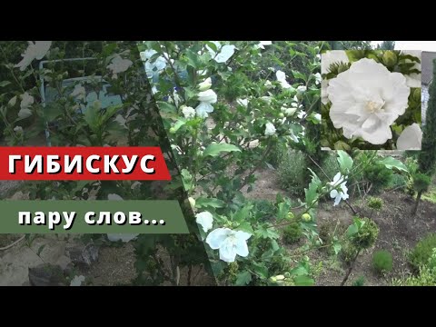 Video: Hibiskus - Okras Za Vaš Vrt