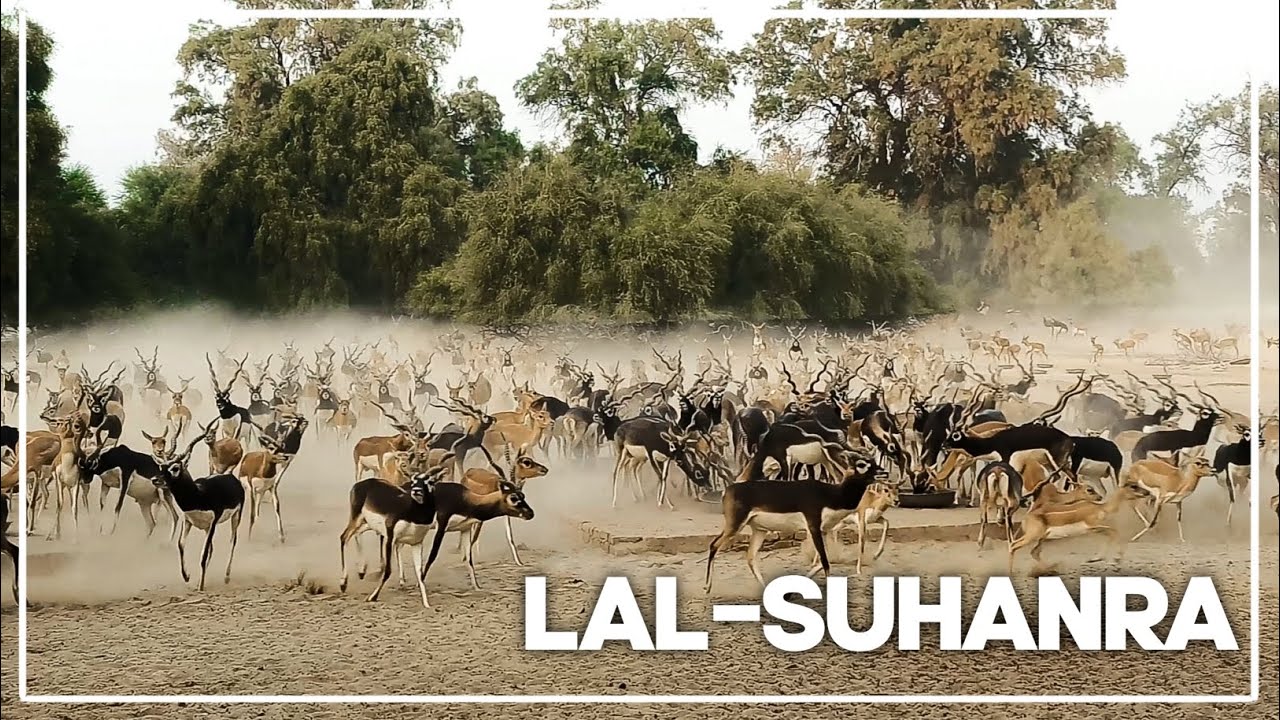 trip-to-lal-suhanra-national-park-and-50-rd-bahawalpur-south