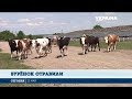 На ферме в Хмельницкой области за ночь умерло больше 100 коров