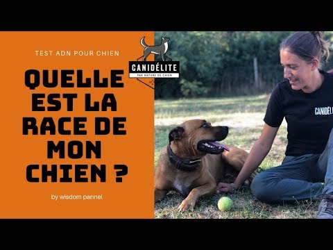 Vidéo: Quelle Race Est Mon Chien ?