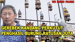 GEREBEK KANDANG PERKUTUT PENGHASIL BURUNG RATUSAN JUTA RUPIAH !!!