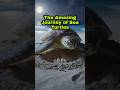 The Amazing Journey of Sea Turtles:Returning Home After Decades #SeaTurtle #DidYouKnow #Shorts