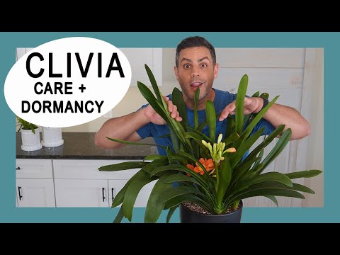 Video: Clivia: Priežiūra Namuose, Veislės: Cinnabar, Miniata, Margas. Kaip Priversti Clivia žydėti?