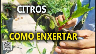 Enxertia de Citros, aprenda como se Faz, Viveiro da ICA UFMG