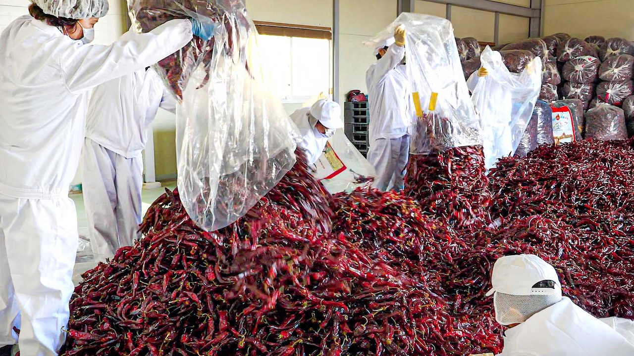 Удивительная фабрика еды! Популярные мастера острых блюд и лапши в Корее