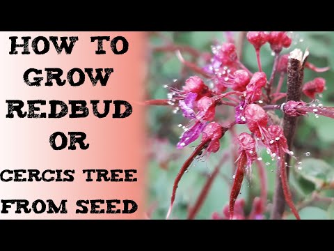 Video: Weeping Redbud Info - Cum să crești un copac Lavender Twist Redbud