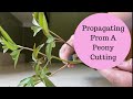 Experiment: 🌱Propagating A Peony Plant From A Cutting🌱