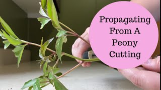 Experiment: Propagating A Peony Plant From A Cutting