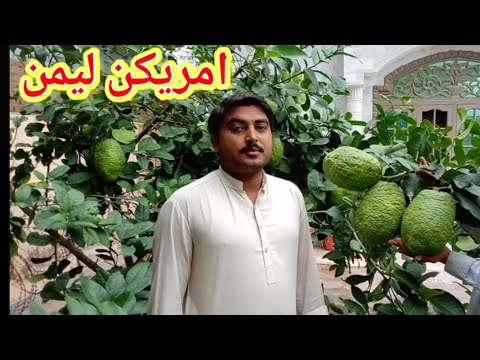 American Lemon in Pakistan // امریکن لیمن