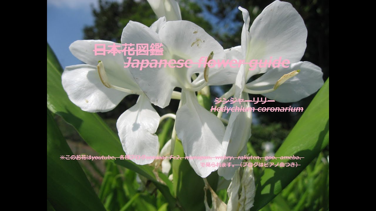 青空に白い光 White Light In The Blue Sky 藪茗荷 やぶみょうが ジンジャーリリー 季節の花 日本花図鑑 Japanese Flower Guide Youtube