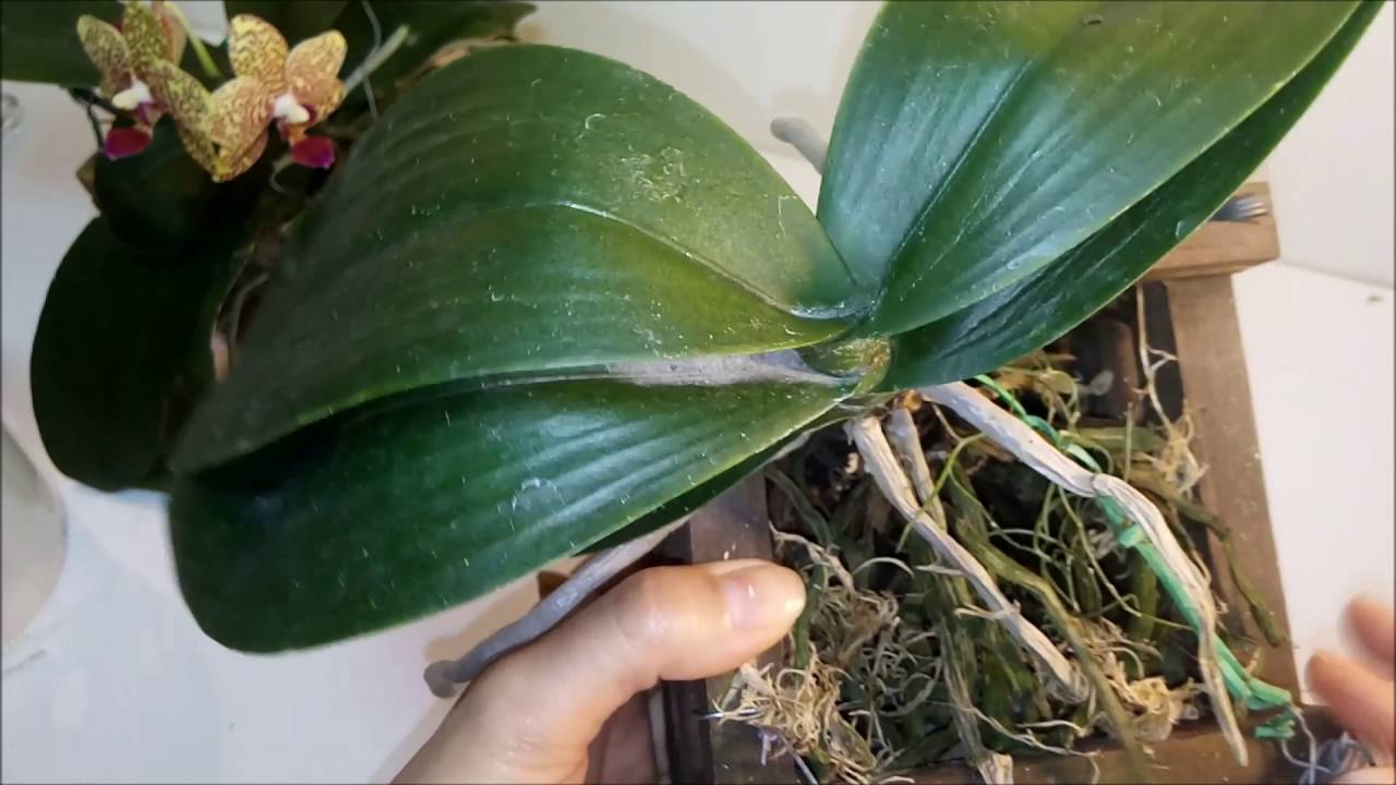 Folhas Amarelas das Orquídeas - Quando é fungo? - thptnganamst.edu.vn