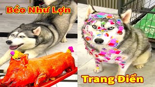 Thú Cưng TV | Ngáo Và Ngơ #56 | chó thông minh vui nhộn | Pets funny cute smart dog