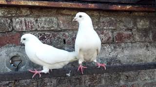 Shouq kabotara da.white pigeon