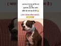 दादाजी कि ज़मीन.. #funny #comedyeffect #amazingmemes #shortsfeed #comedy #memes #funnyanimal #jokes