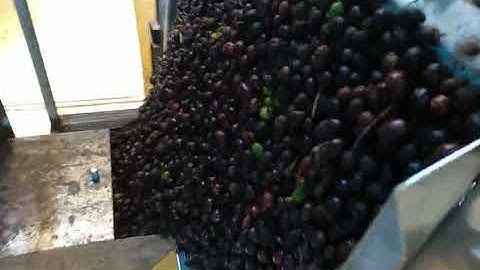 Angelon coffee cherry color sorting machine in Brazil/jasmine@ajlong.cn
