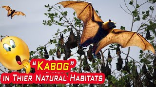 Glimpse on the Very Beautiful Flying Fox, Fruit Bats, or Kabog in their natural habitats