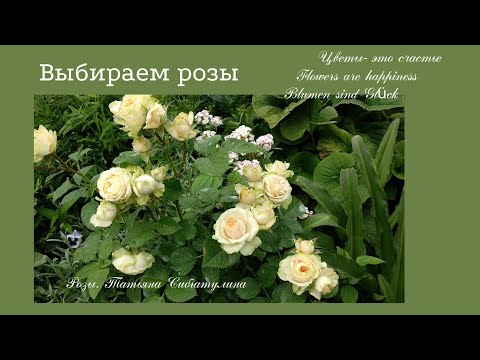 Video: Welche Rosen Heißen Teerosen
