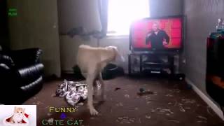 Funny Dogs Chasing Their Tails Compilation 2013 NEW HD