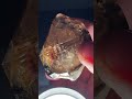 Smoky Quartz Herkimer Diamond with water inclusion