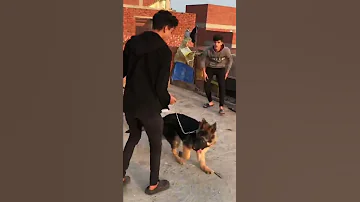 لما صاحبك يجيب كلب يحميه 