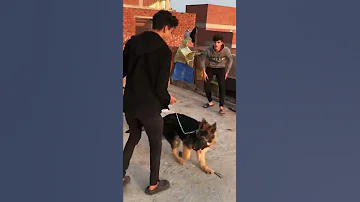 لما صاحبك يجيب كلب يحميه 