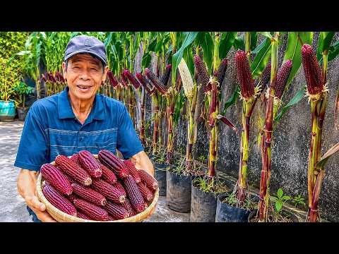 I Grew Purple Corn This Way And The Results Were Surprising