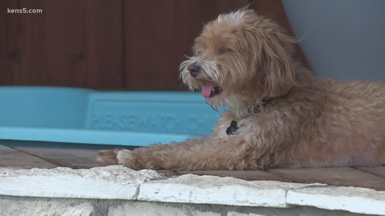 The advice pet owners should heed ahead of July Fourth