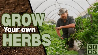 4 Of My Favorite Herbs To Grow | Full Guide
